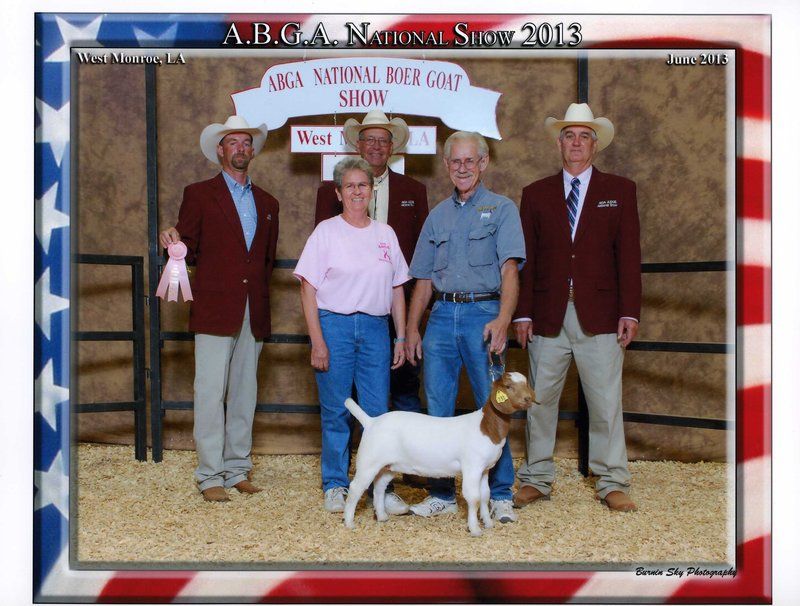 Bear Creek BC C731 Southern Belle, A Steam Roller Daughter, 4th Place 0-3 Class A