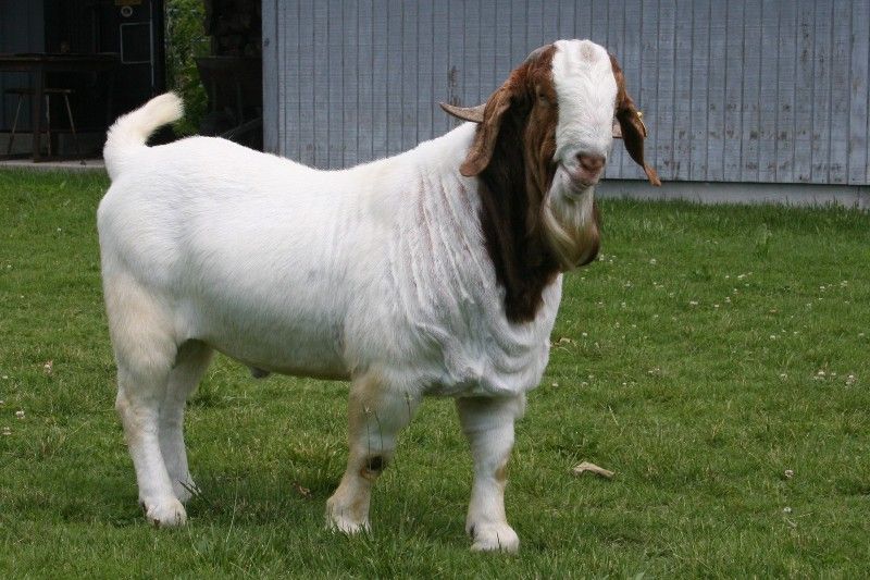 Bear Creek BC B589 Steam's Carbon Copy - Boer Goat Buck