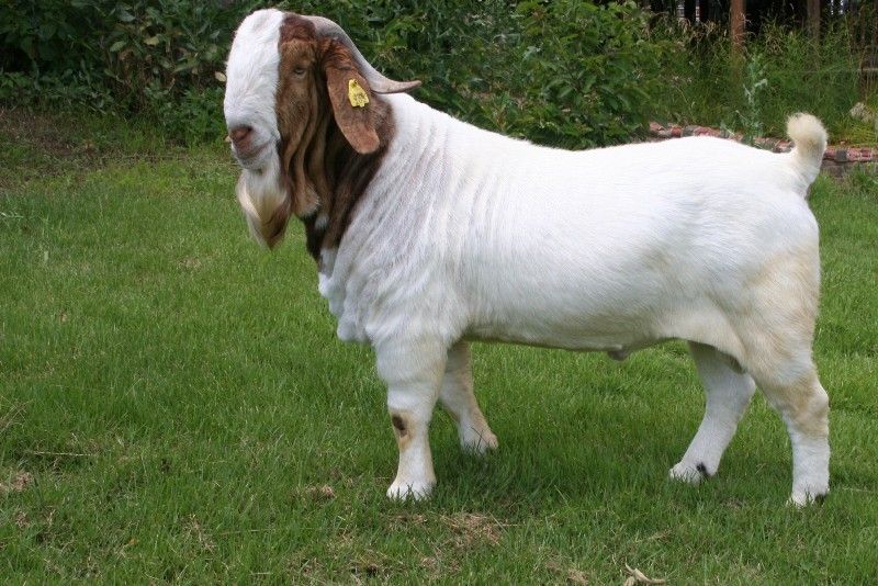 Bear Creek BC B589 Steam's Carbon Copy - Boer Goat Buck