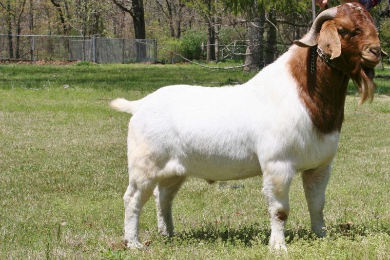 Bear Creek BC A580 Smokin Hot Gator - Boer Goat Buck