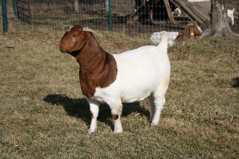 Bear Creek BC D780 Ms Energizer Bunny - Boer Goat Doe