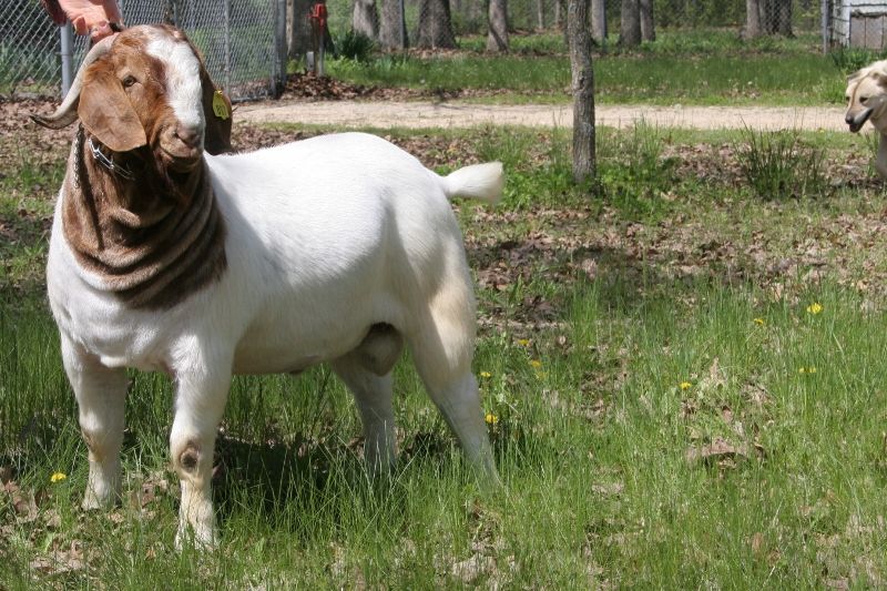 Bear Creek BC D817 Argo - Boer Goat Buck