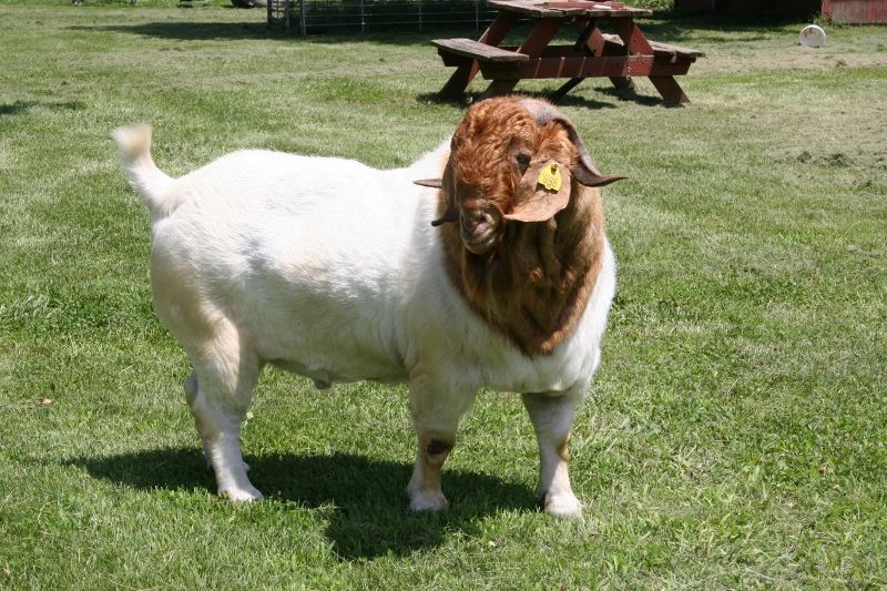 Bear Creek BC B698 Joshua's Reflection - Boer Goat Buck