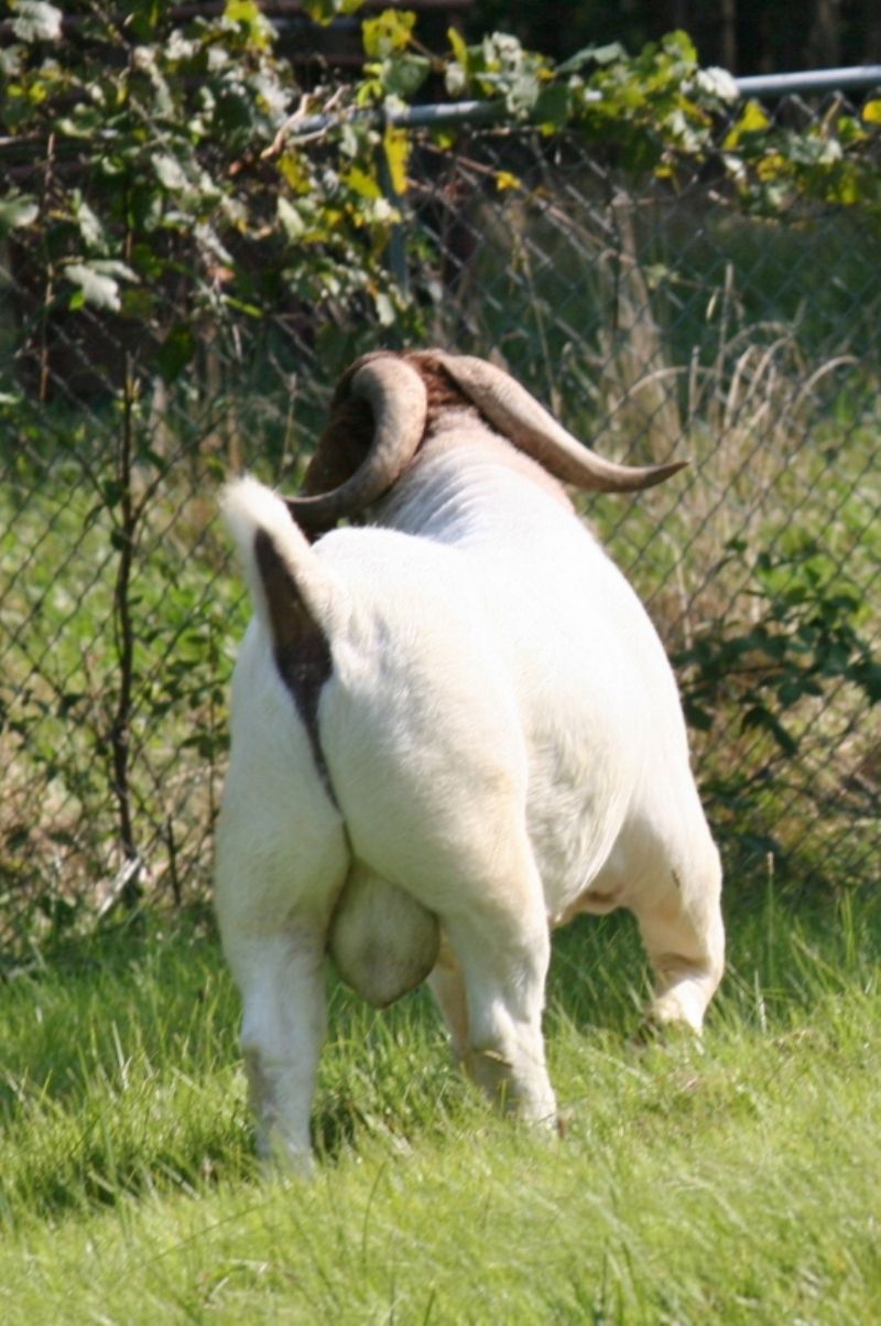 Bear Creek BC C746 Rainmaker's Thunder - Boer Goat Buck