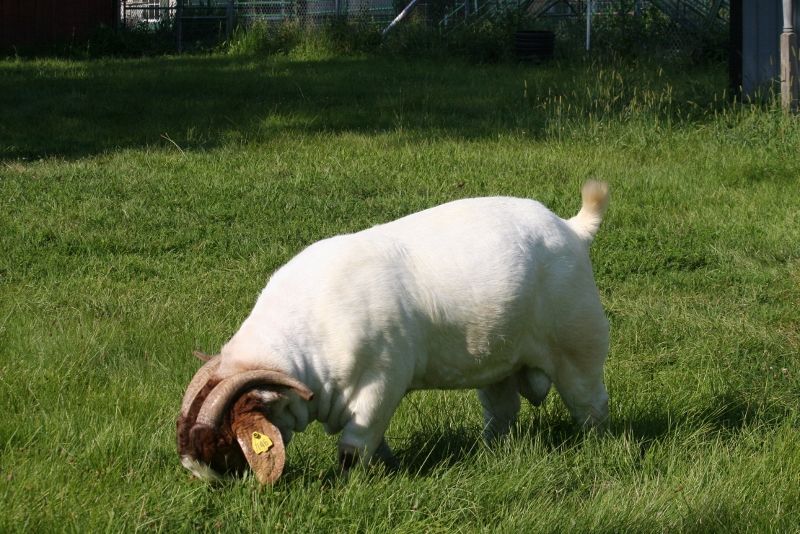 Bear Creek BC C746 Rainmaker's Thunder - Boer Goat Buck