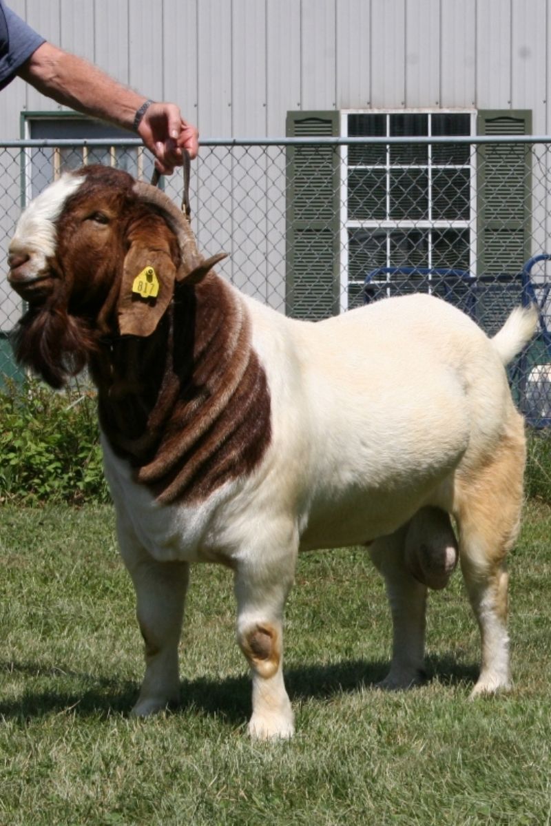 Bear Creek BC D817 Argo - Boer Goat Buck