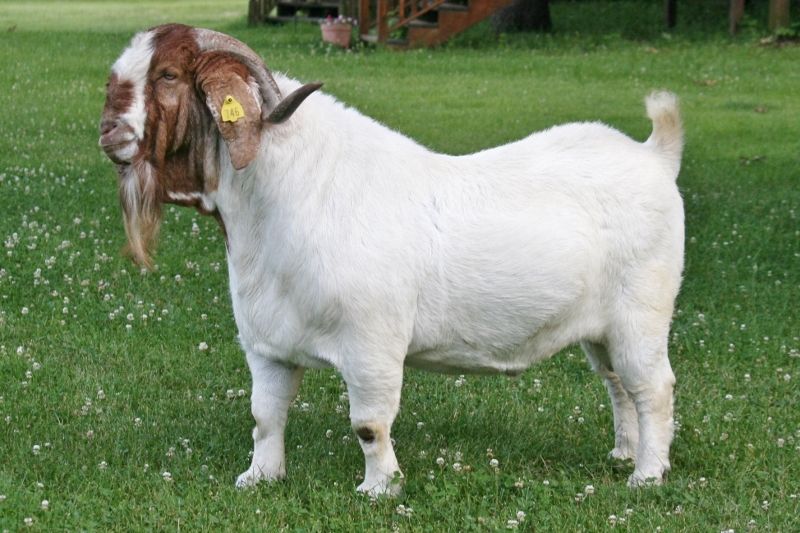 Bear Creek BC C746 Rainmaker's Thunder - Boer Goat Buck