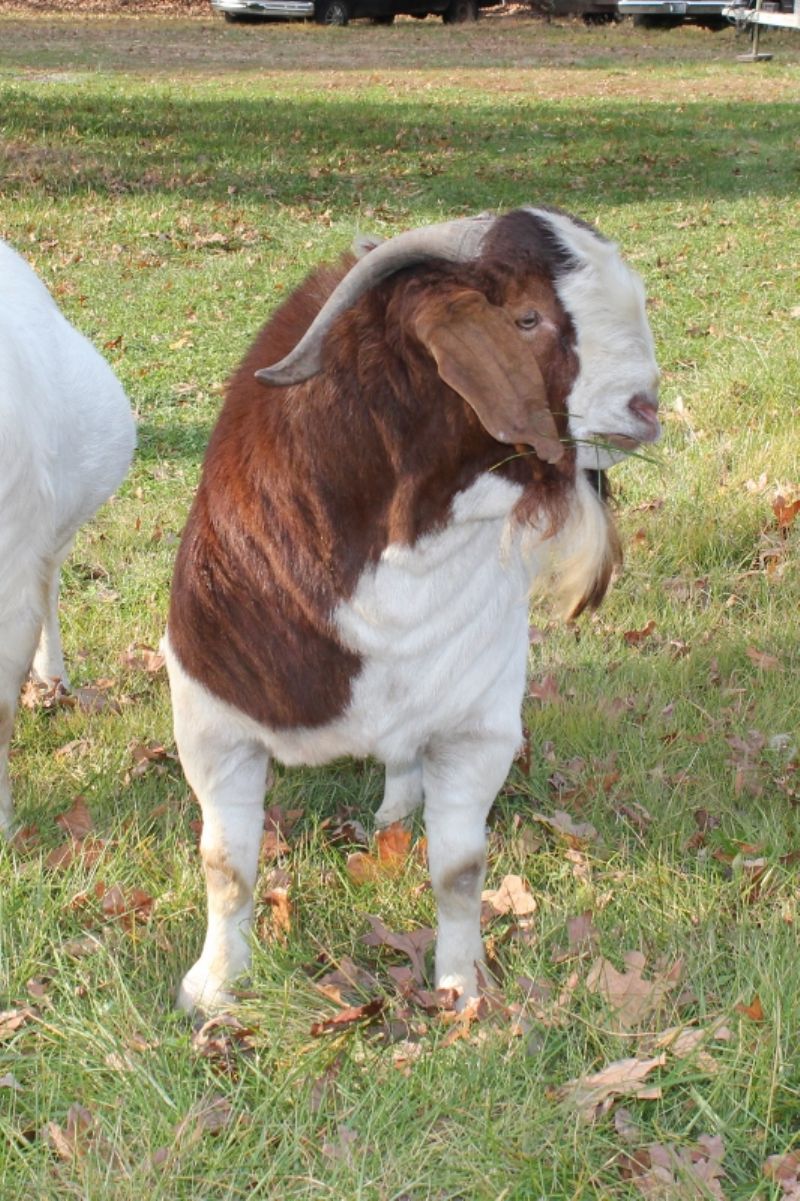 Bear Creek BC F932 Chore Boy - Boer Goat Buck