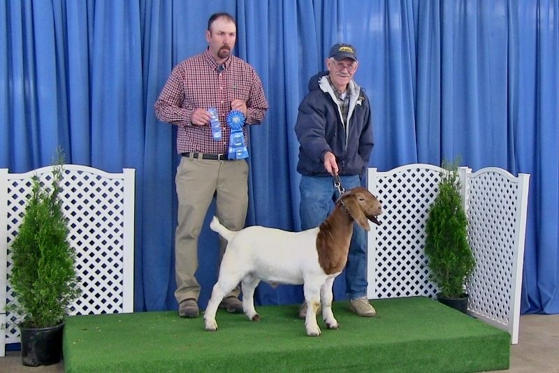 Bear Creek BC F974 Argo's Masterpiece.  Junior Grand Champion, Show-Me Spectacular, Sedalia, MO