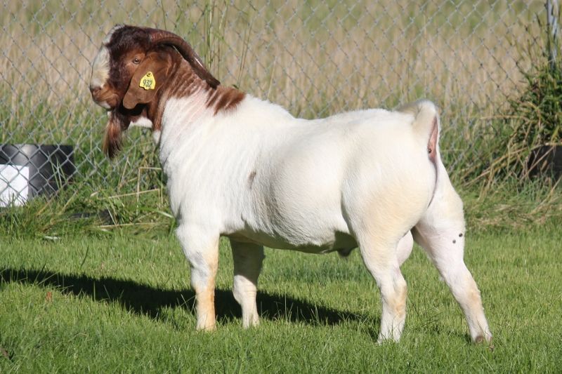 Bear Creek BC F932 Chore Boy - Boer Goat Buck