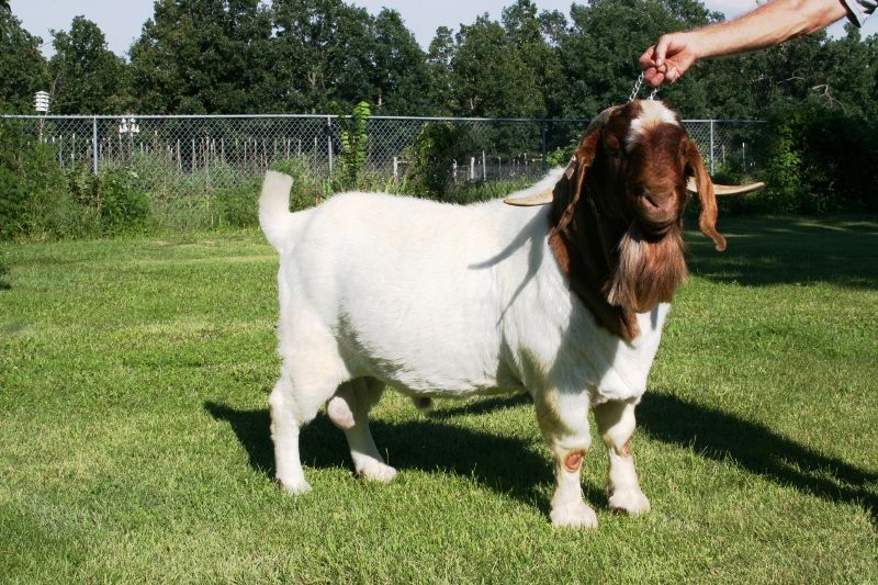 SEMEN from DSM Richard **Ennobled** - Boer Goat Buck