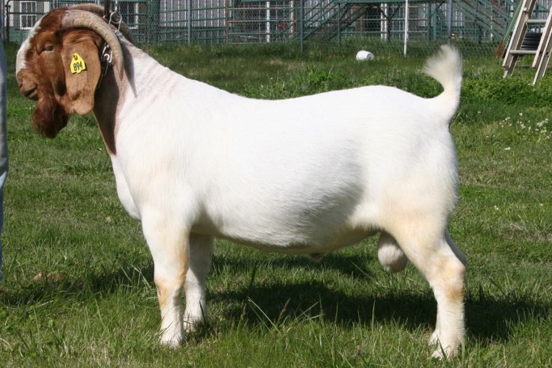 SEMEN from Bear Creek BC E894 Harambe - Boer Goat Buck