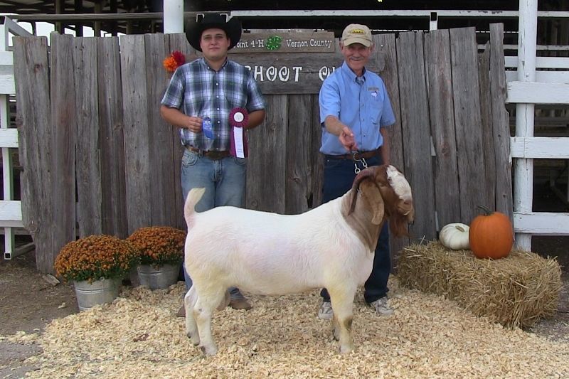 SEMEN from Bear Creek BC E894 Harambe - Boer Goat Buck