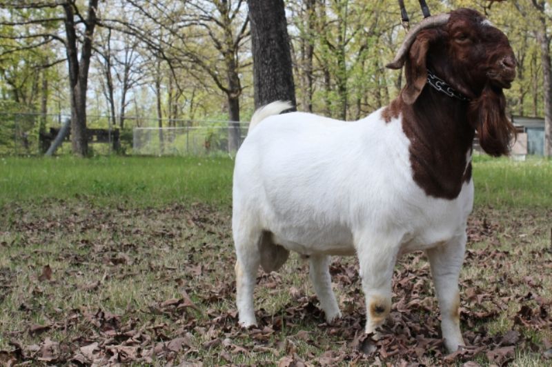 STCRF Jazz - Boer Goat Buck