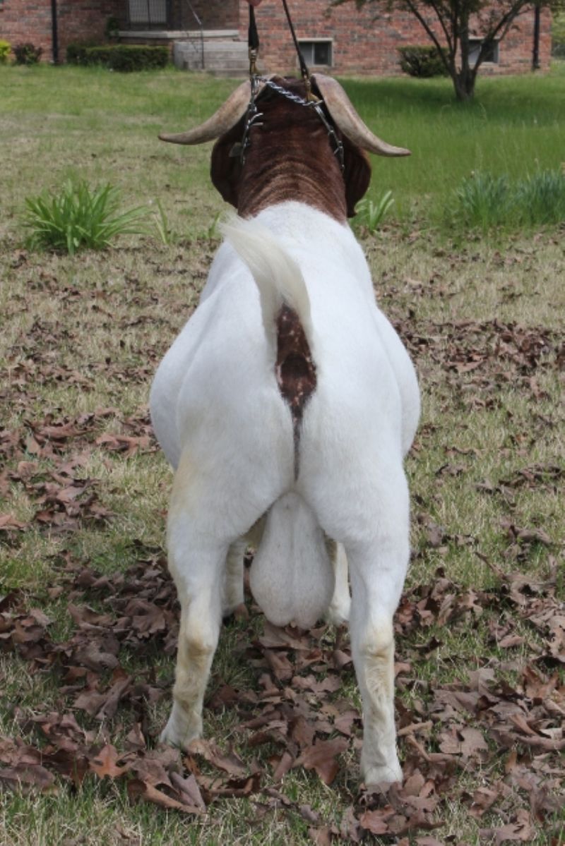 STCRF Jazz - Boer Goat Buck