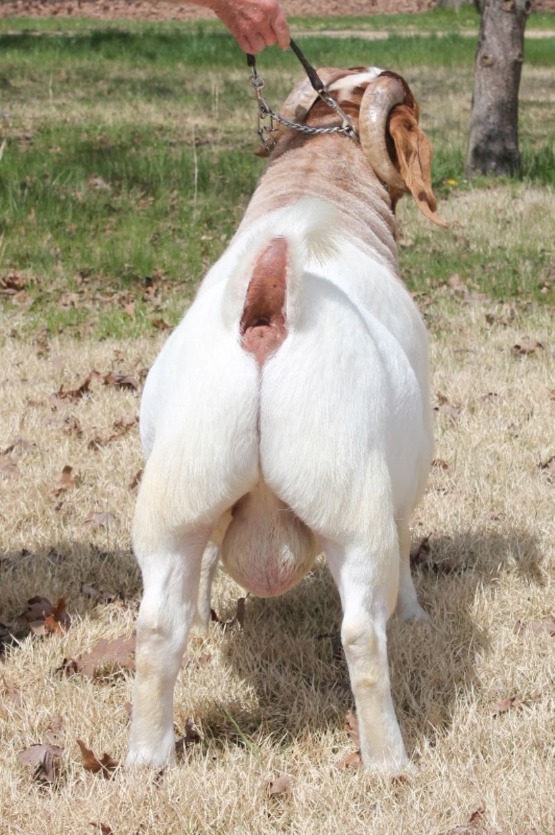 Bear Creek BC G1068 Harambes Dream Maker  **Ennobled** - Boer Goat Buck