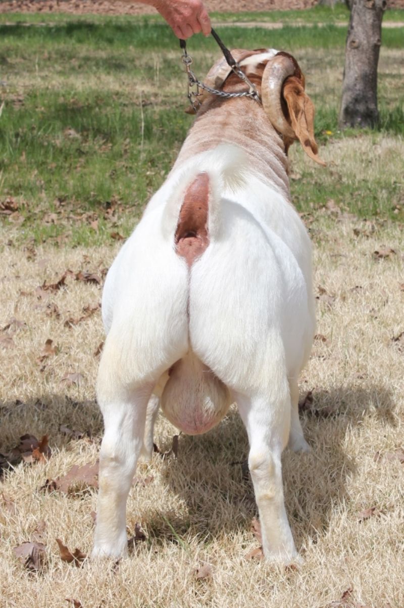 Bear Creek BC G1068 Harambes Dream Maker - Boer Goat Buck