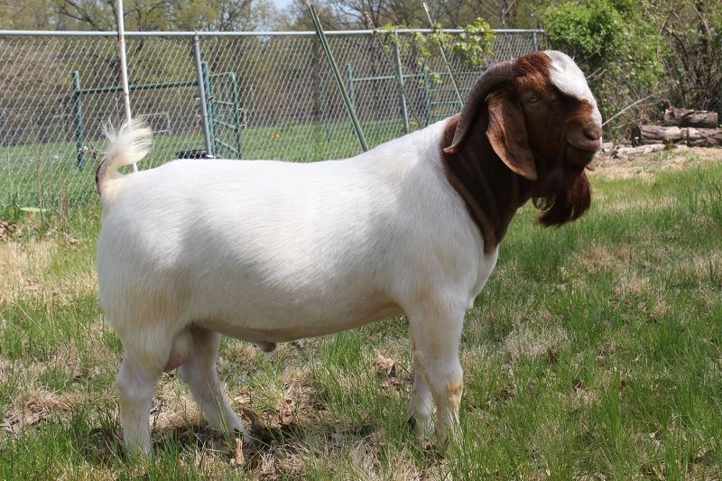 Bear Creek BC G1033 Dundee's New Frontier - Boer Goat Buck