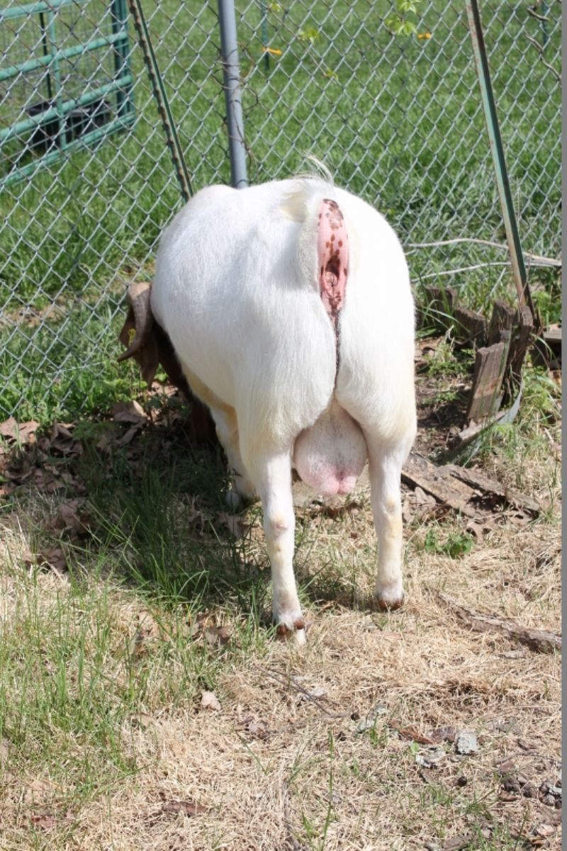 Bear Creek BC G1033 Dundee's New Frontier - Boer Goat Buck