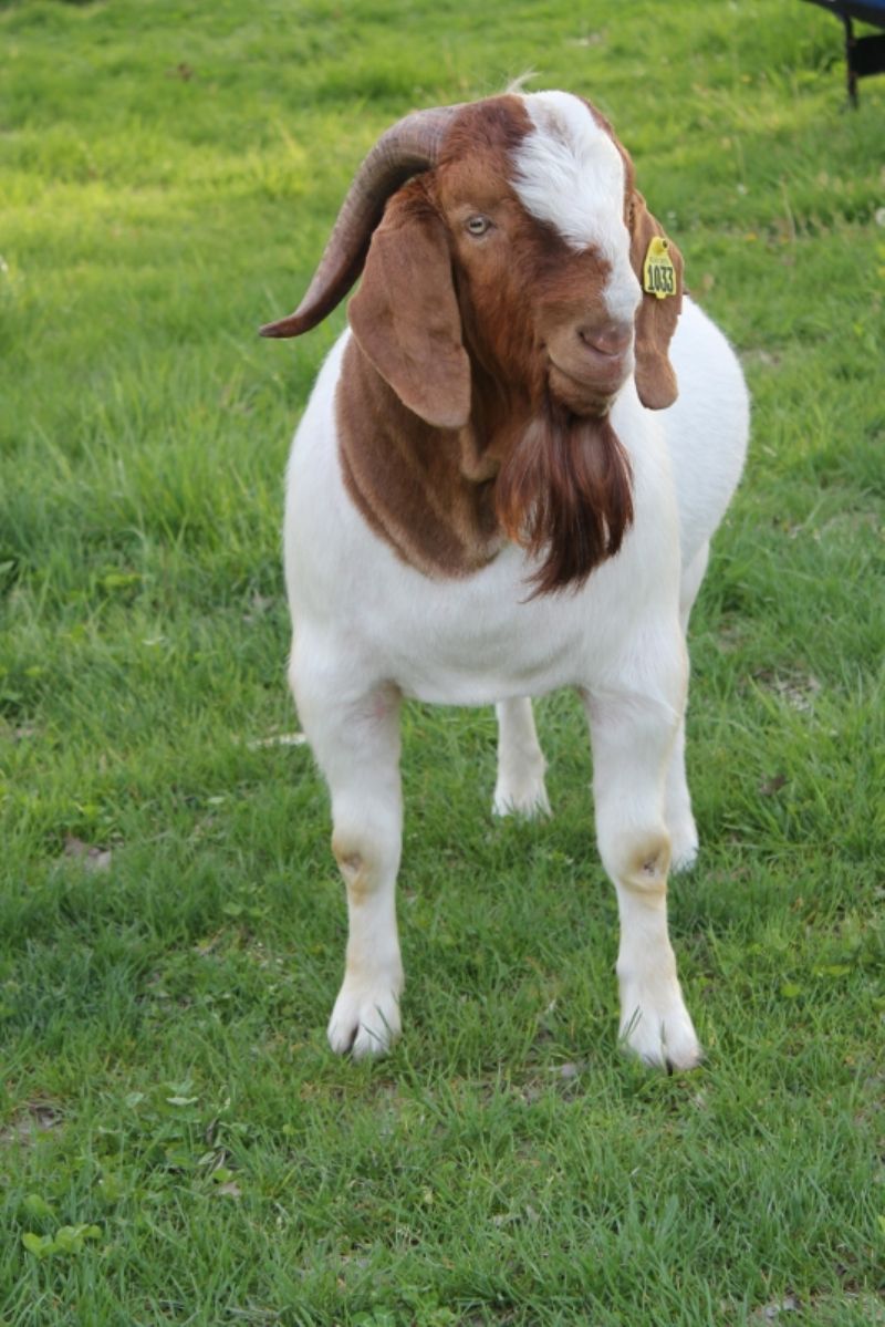 Bear Creek BC G1033 Dundee's New Frontier - Boer Goat Buck
