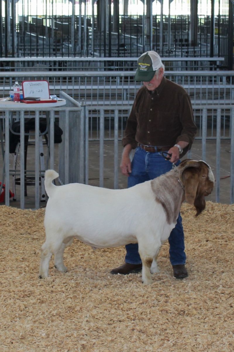 Bear Creek BC G1068 Harambes Dream Maker.  Placed 2nd out of 4 both shows Show Me Spring Spectacular