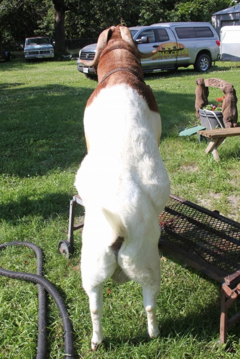 Bear Creek BC D827 Gator's Dundee - Boer Goat Buck