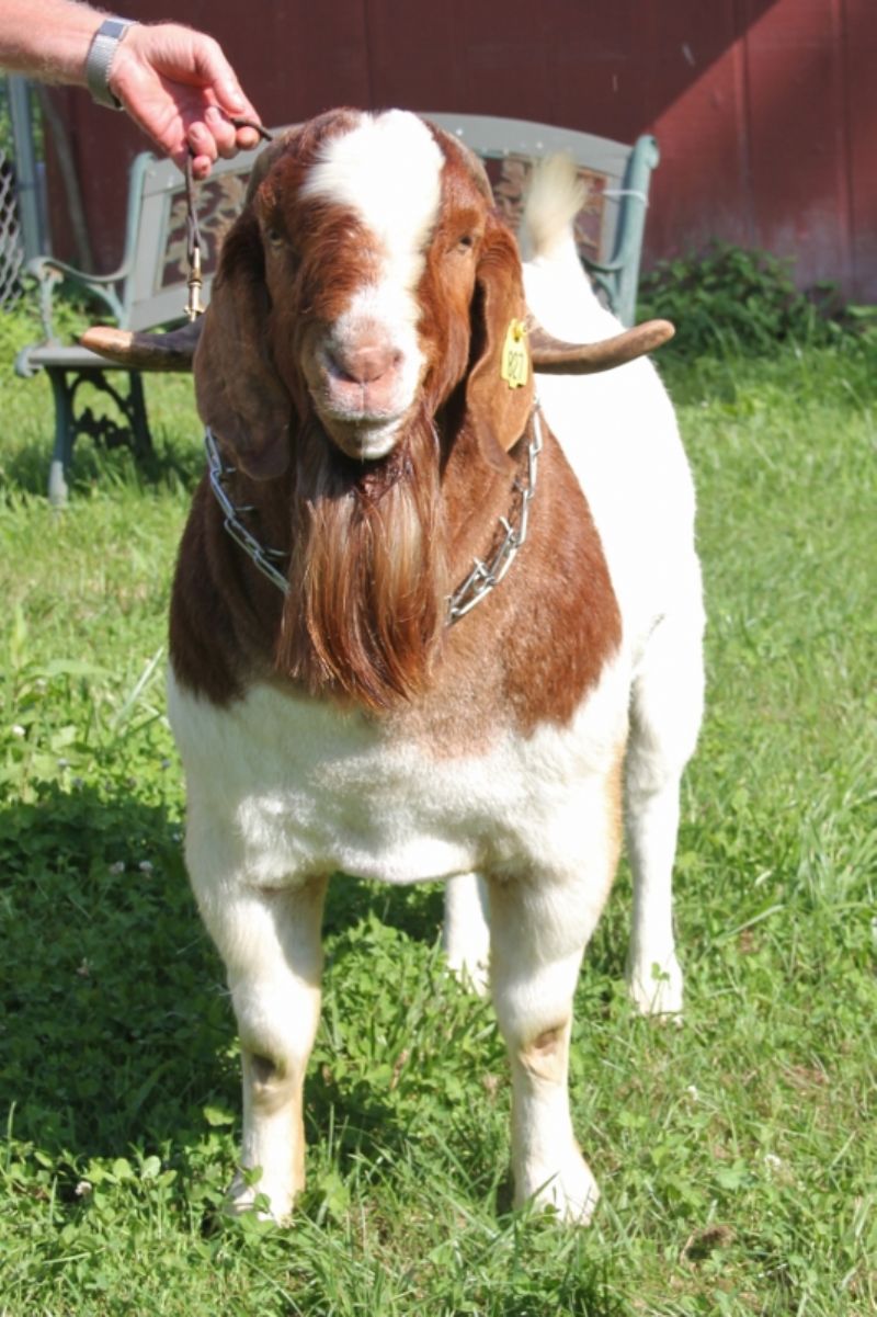 Bear Creek BC D827 Gator's Dundee - Boer Goat Buck