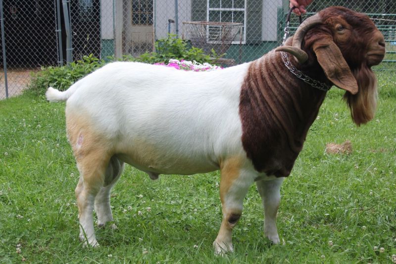 Bear Creek BC D974 Argo's Masterpiece - Boer Goat Buck