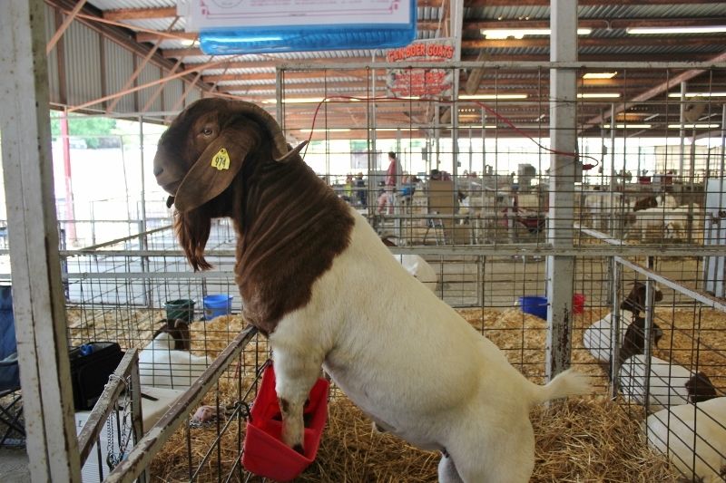 Bear Creek BC D974 Argo's Masterpiece - Boer Goat Buck