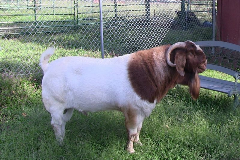 Bear Creek BC D827 Gator's Dundee - Boer Goat Buck