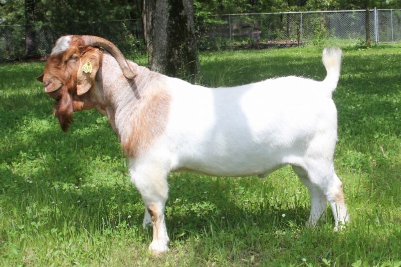 Bear Creek BC G1071 Dundee's Steppin Out - Boer Goat Buck