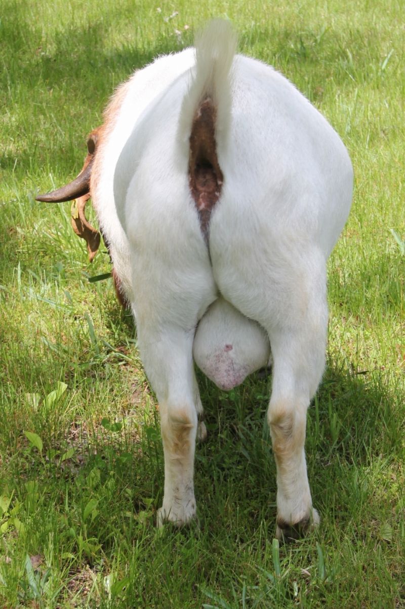 Bear Creek BC G1071 Dundee's Steppin Out - Boer Goat Buck