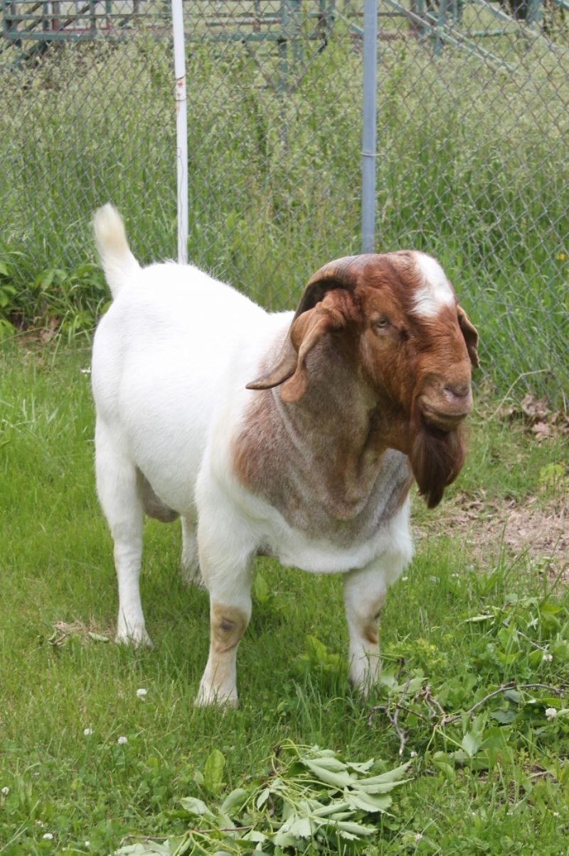 Bear Creek BC G1071 Dundee's Steppin Out - Boer Goat Buck