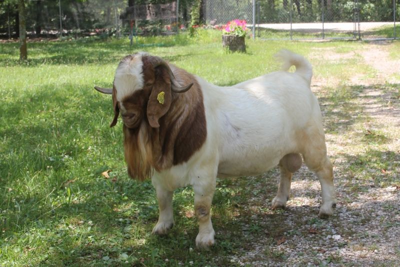 Bear Creek BC G1068 Harambes Dream Maker  **Ennobled** - Boer Goat Buck