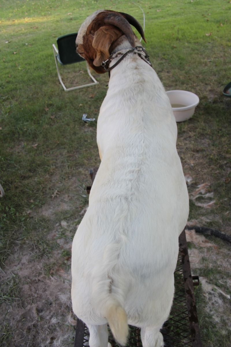 MCR Let R' Rip - Boer Goat Buck