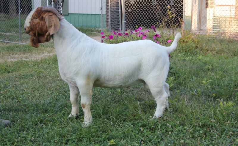 MCR Let R' Rip - Boer Goat Buck