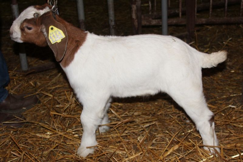 Boer Goat Wethers For Sale in Missouri from Bear Creek Boers