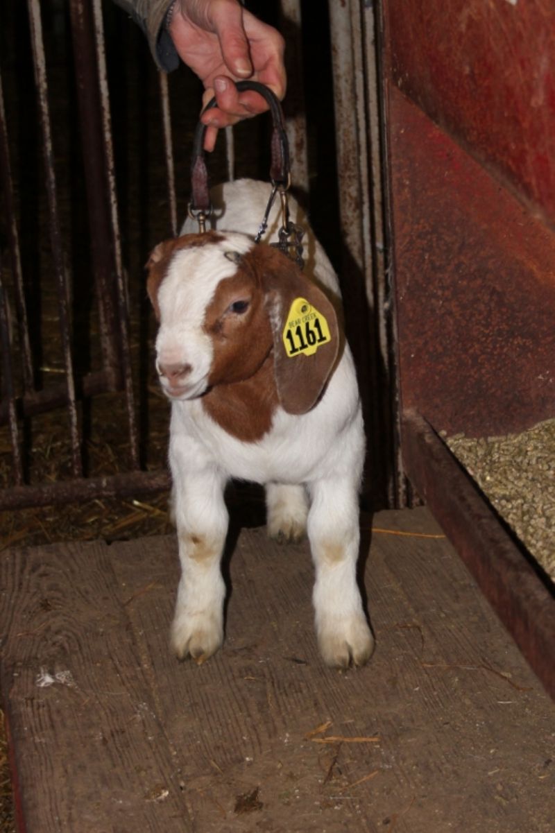Boer Goat Wethers For Sale in Missouri from Bear Creek Boers