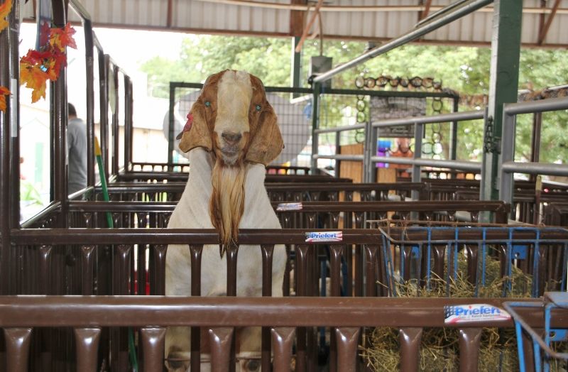 MCR Let R' Rip - Boer Goat Buck