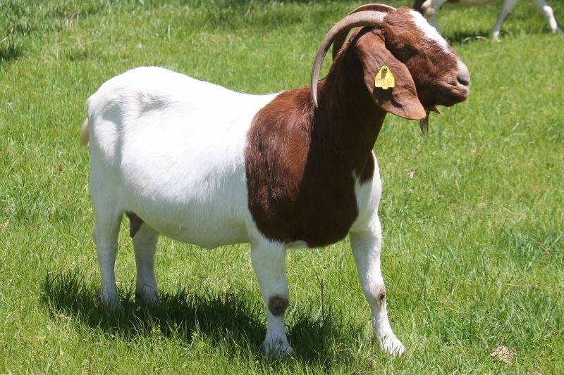 Bear Creek BC D766 Sheeza Dream - Boer Goat Doe