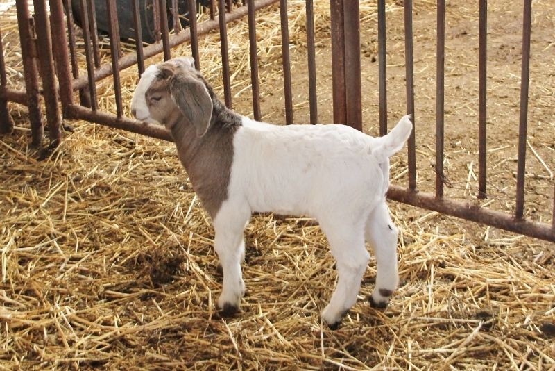 Wether Scrapie # 145 - Boer Goat Wether