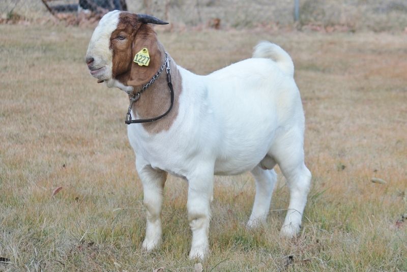 Bear Creek BC M1227 - Boer Goat Buck
