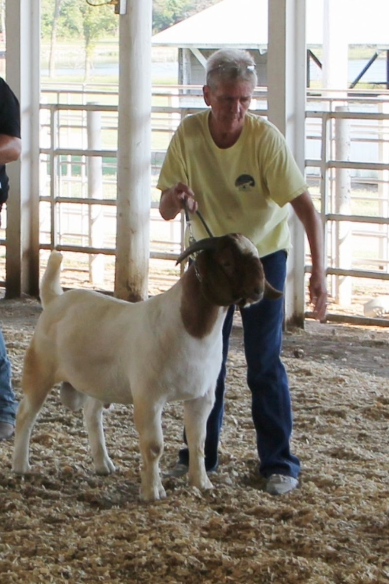 Bear Creek BC K1153 Seabiscuit.  Junior Reserve West Point 4-H ABGA Shoot Out Nevada, MO Sep 2021