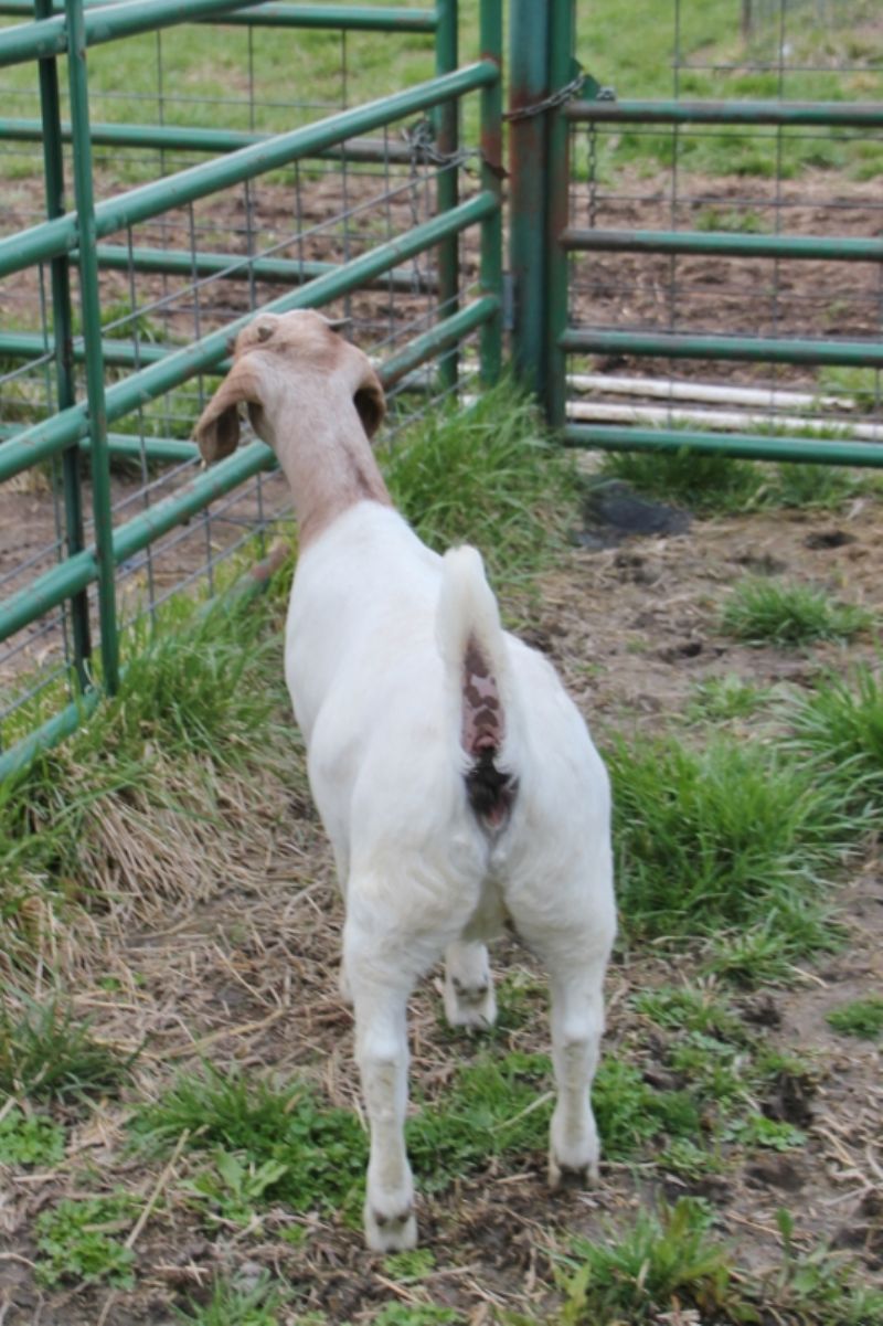 Bear Creek BC L1186 - Boer Goat Doe