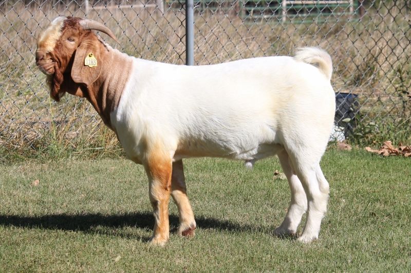 Bear Creek BC L1183 - Boer Goat Buck