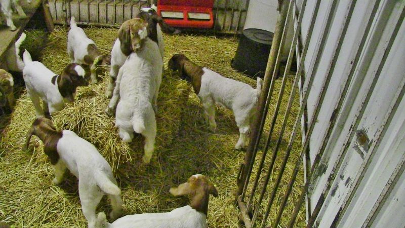 2022 December Kids - Boer Goat Doe