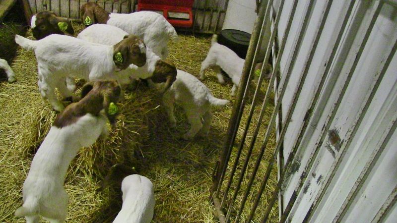 2022 December Kids - Boer Goat Doe
