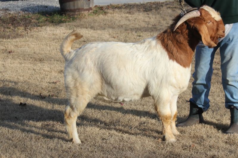 Bear Creek BC M1220 - Boer Goat Buck