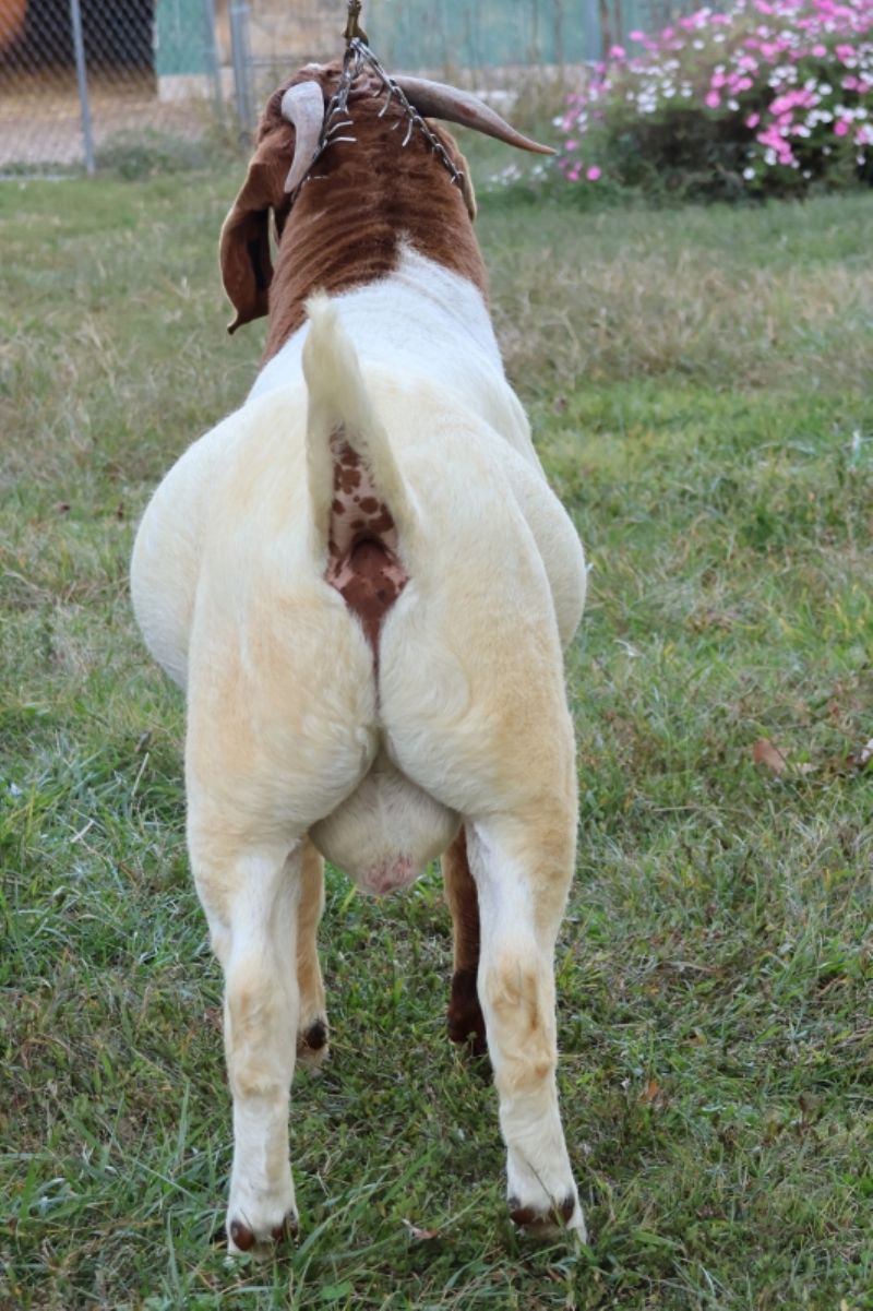 Bear Creek BC M1244 - Boer Goat Buck