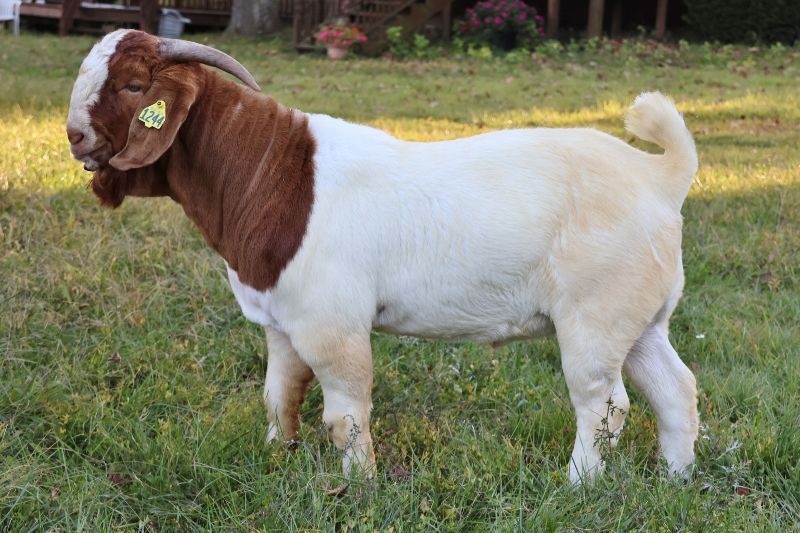 Bear Creek BC M1244 - Boer Goat Buck